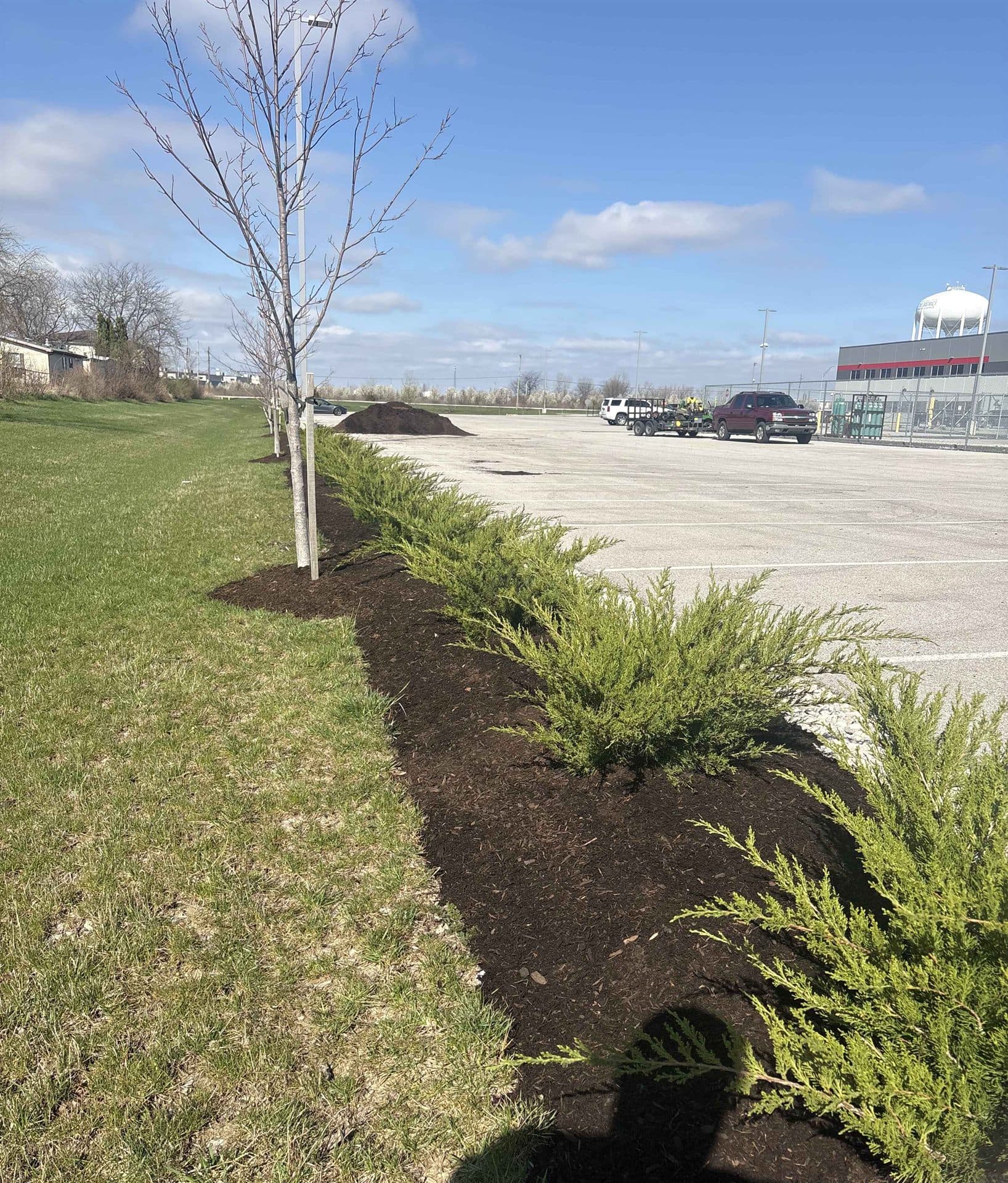A freshly mulched landscape bed with a newly planted tree