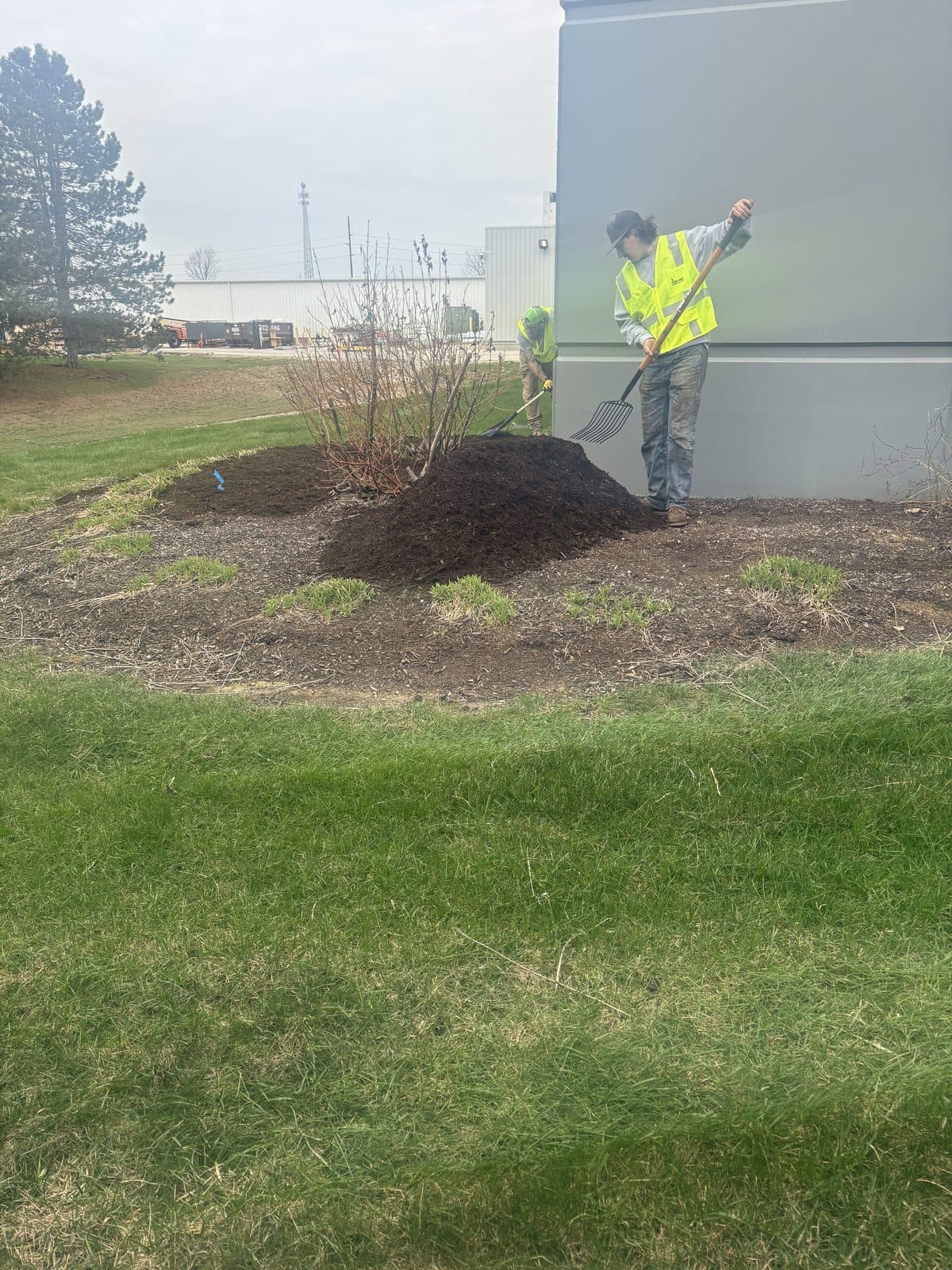 A freshly mulched landscape bed and new planting at a commercial property